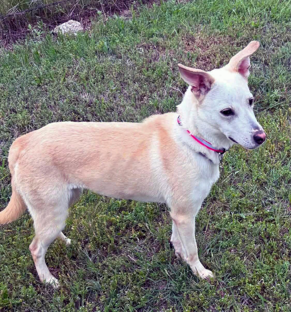 Enlarge Sami, a Adoptable White German Shepherd in Chamblee, GA image 2/3