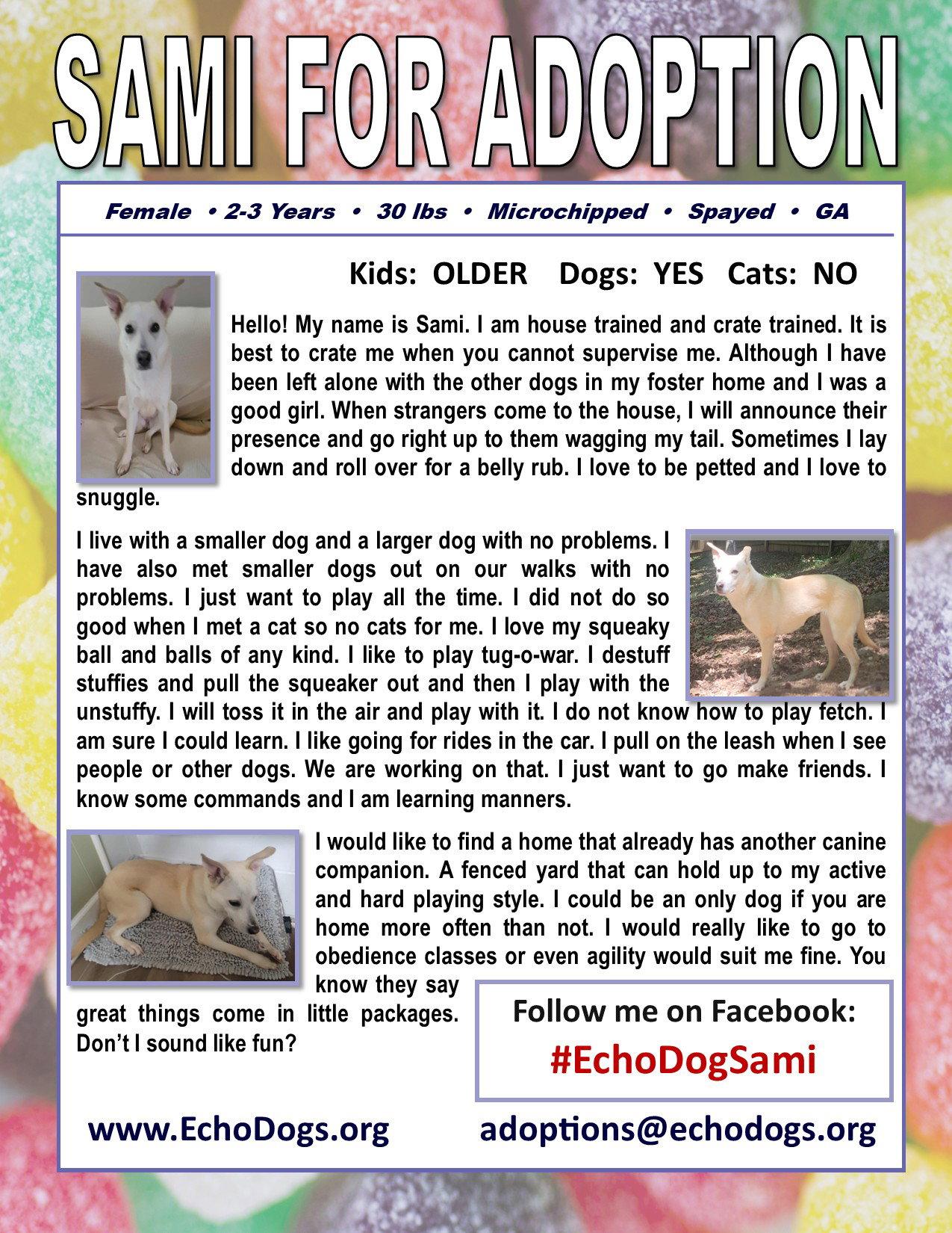 Sami, a Adoptable White German Shepherd in Londonderry, NH image 3/3
