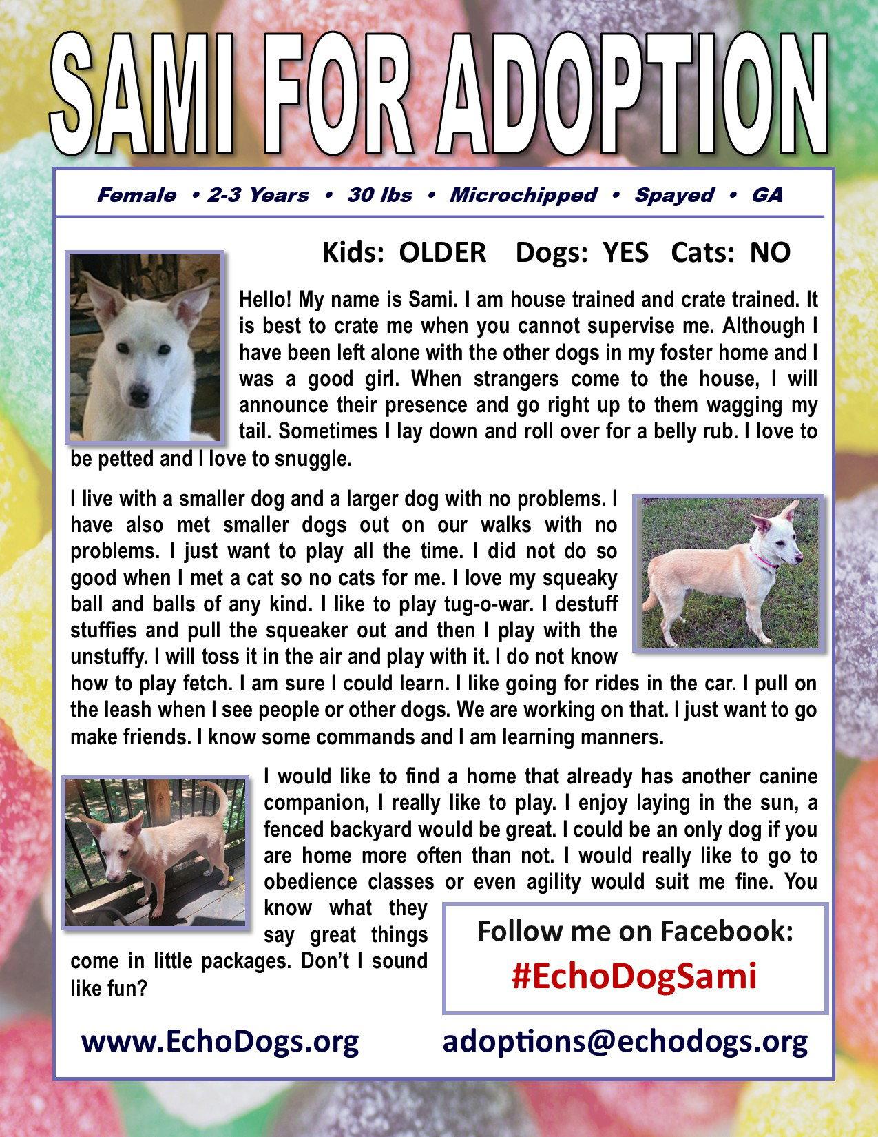 Enlarge Sami, a Adoptable White German Shepherd in Chamblee, GA image 3/3