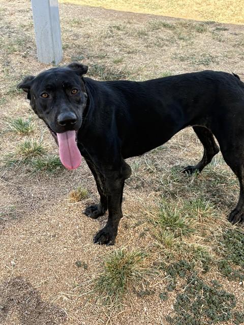 Enlarge ATHENA, a Adoptable Labrador Retriever in Killeen, TX image 1/1