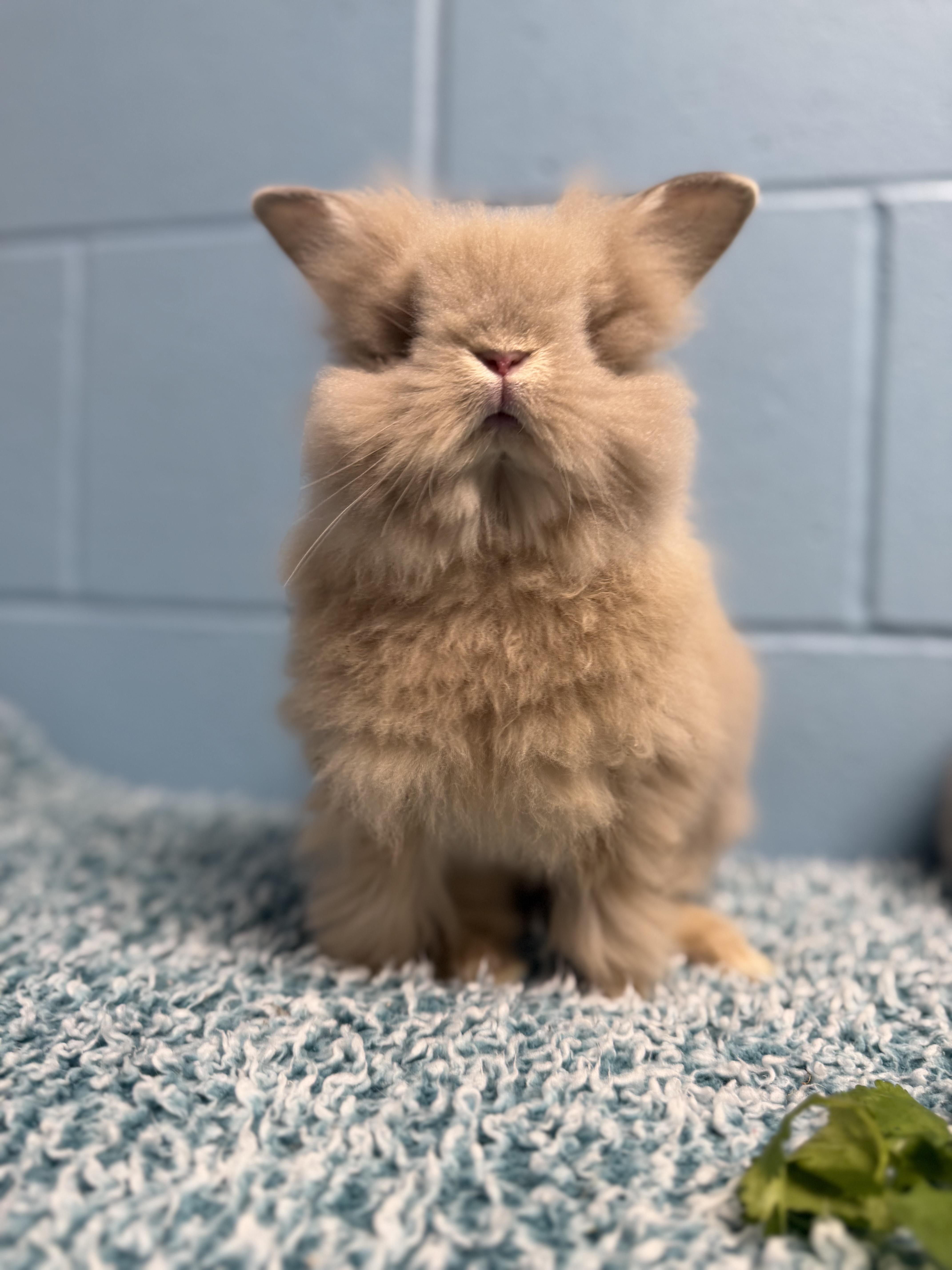 Enlarge Gouda, a ADOPTABLE mixed breed in Delta, BC image 2/2