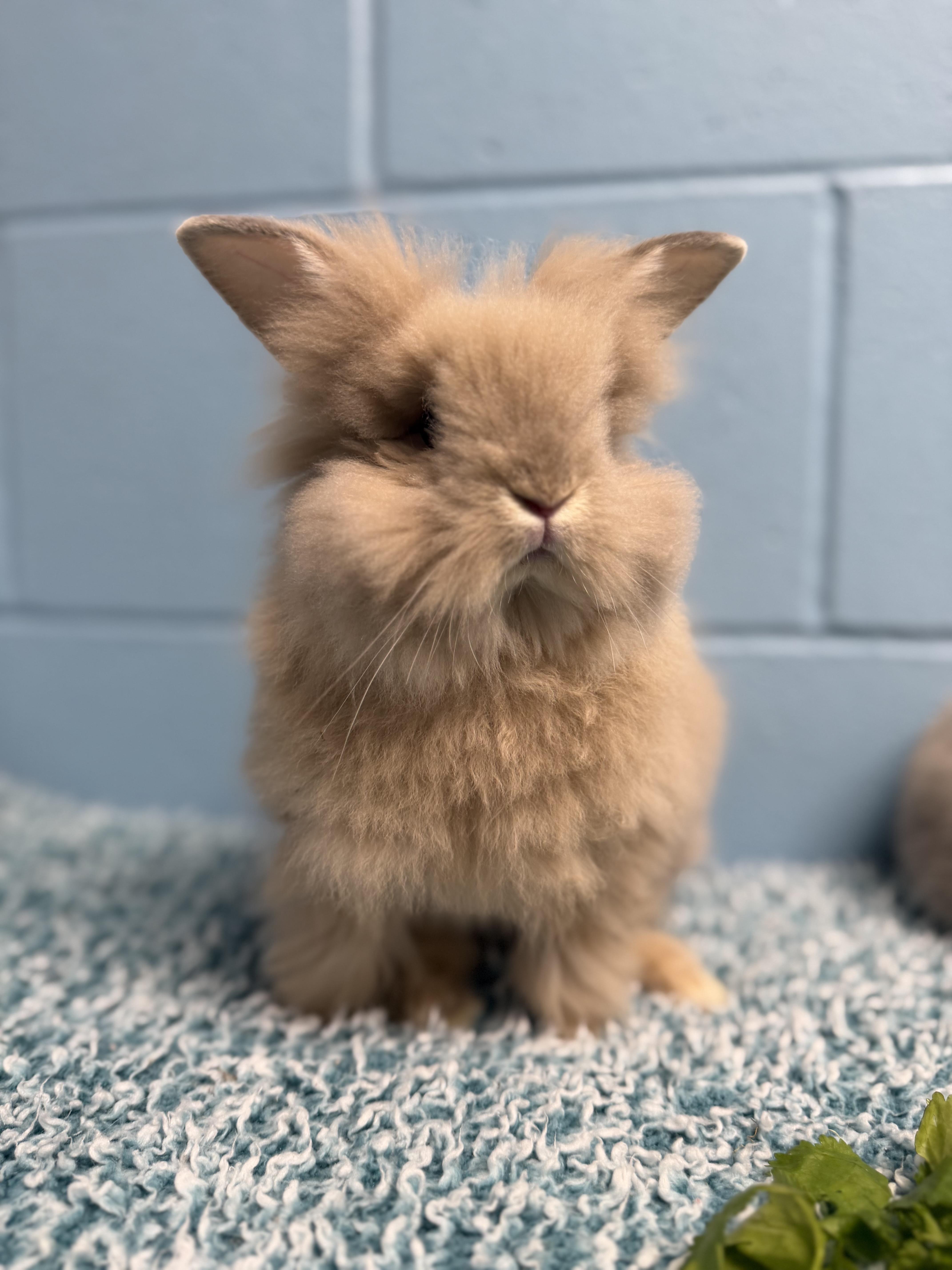 Gouda, ADOPTABLE, Young Male Lionhead.