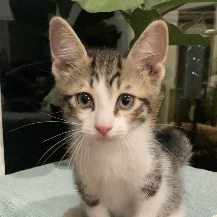 Enlarge Blake Haines-AR, a Adoptable Domestic Short Hair in Tallahassee, FL image 1/6