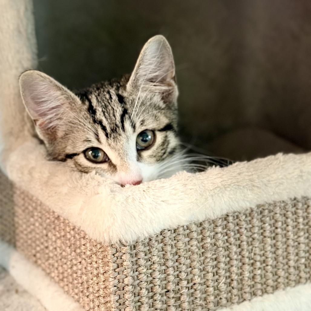 Enlarge Blake Haines-AR, a Adoptable Domestic Short Hair in Tallahassee, FL image 2/6
