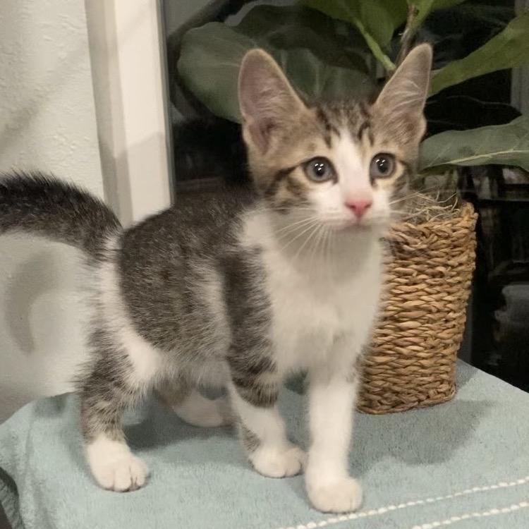 Enlarge Blake Haines-AR, a Adoptable Domestic Short Hair in Tallahassee, FL image 4/6