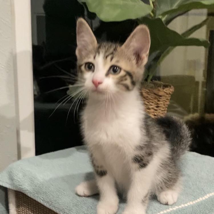 Enlarge Blake Haines-AR, a Adoptable Domestic Short Hair in Tallahassee, FL image 5/6