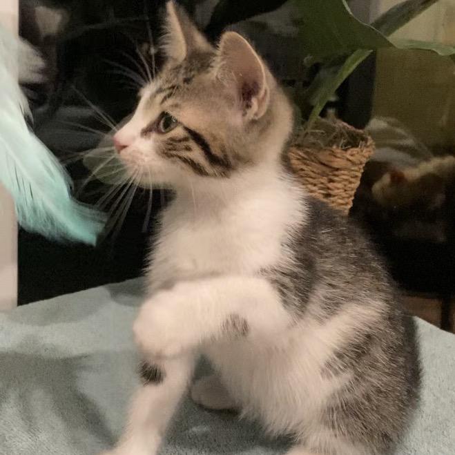 Enlarge Blake Haines-AR, a Adoptable Domestic Short Hair in Tallahassee, FL image 6/6