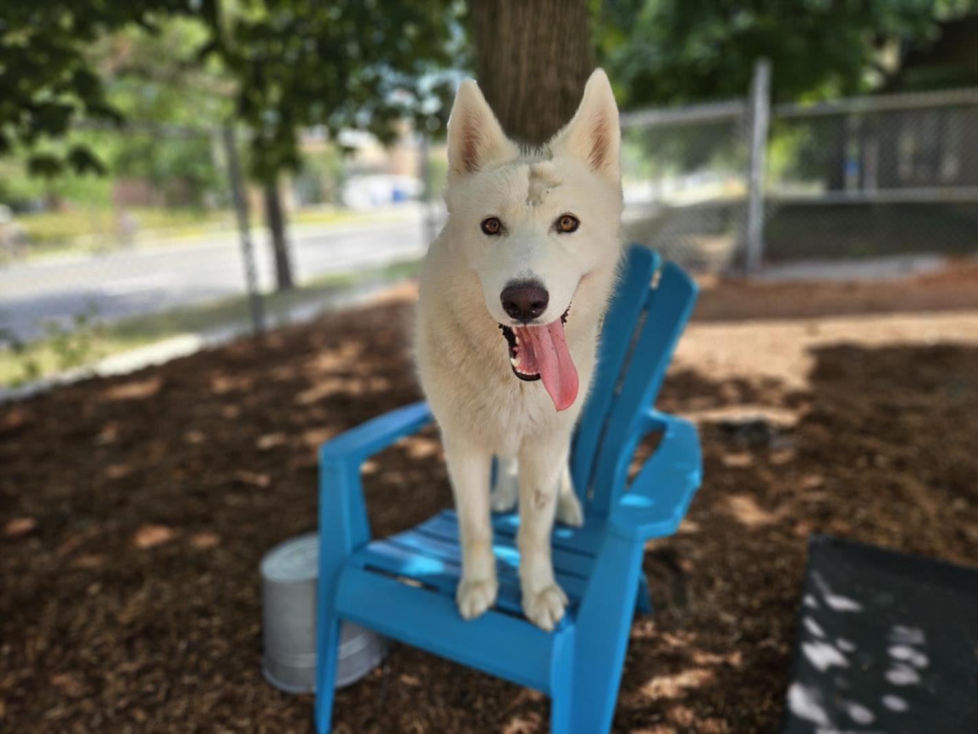 JUNEAU, Adoptable, Young Male Siberian Husky.