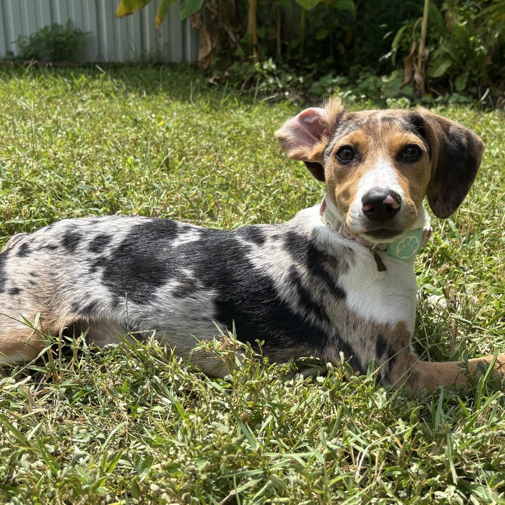 Briar