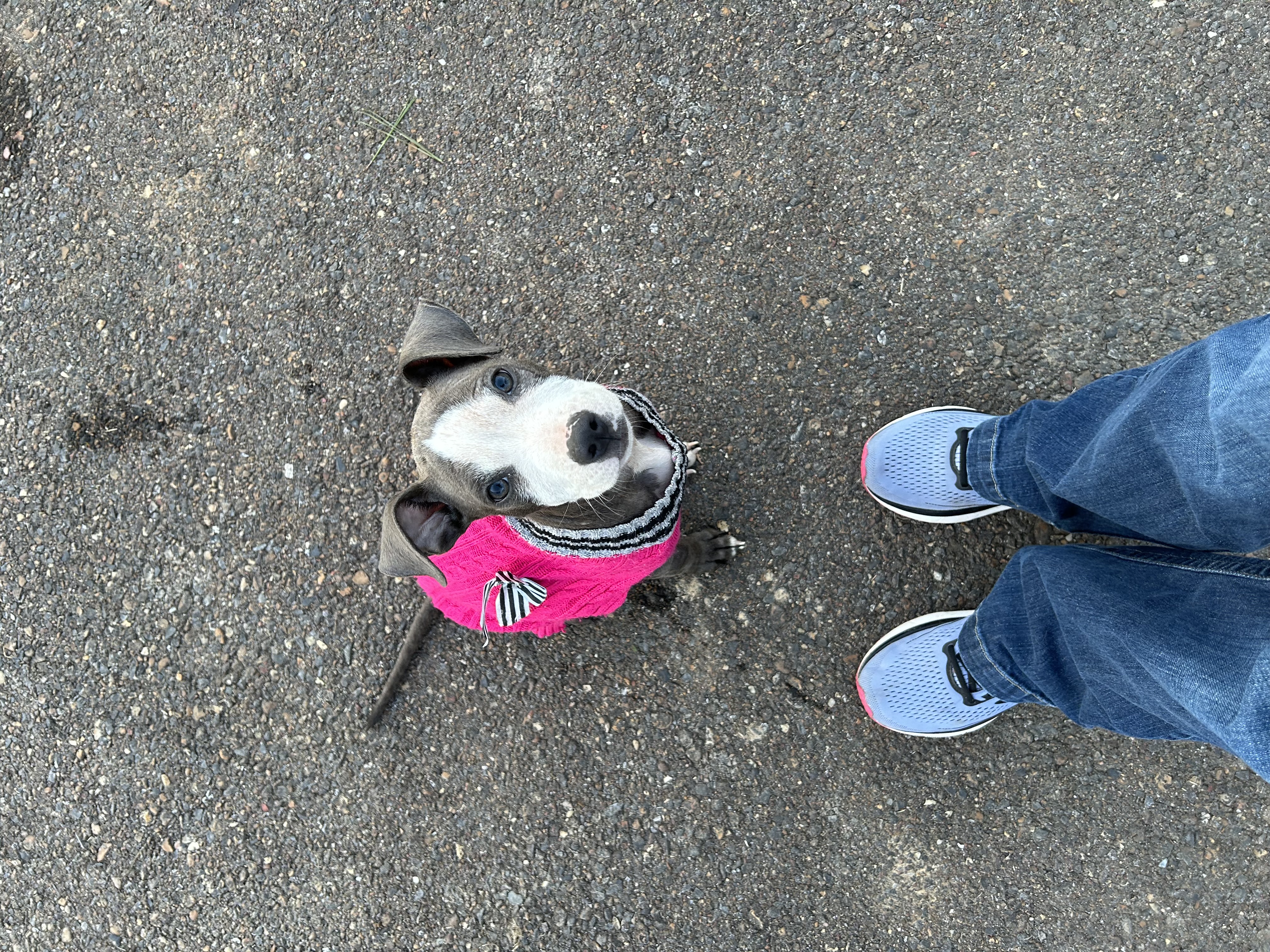 Enlarge Marnie, a Adopted mixed breed in Covington, TN image 2/3