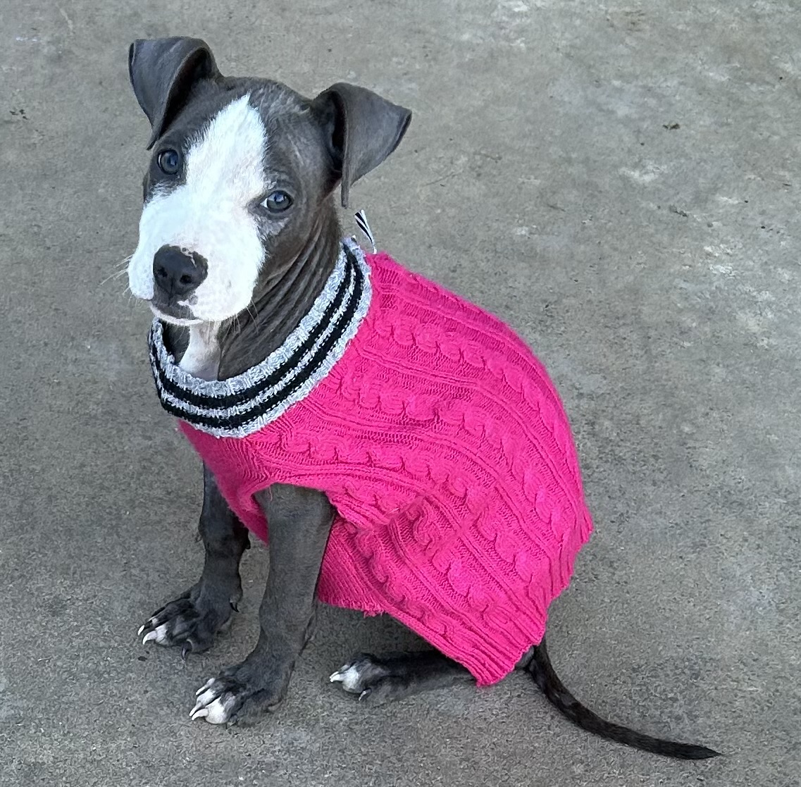 Marnie, Adopted, Young Female Pit Bull Terrier.