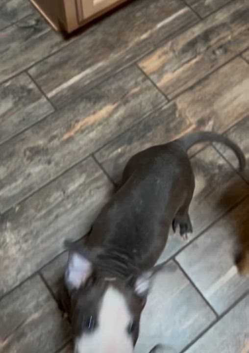 Enlarge Marnie, a Adopted mixed breed in Covington, TN video 3/3