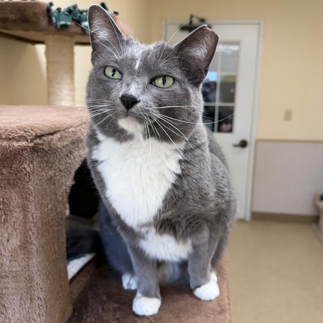 Maybellene, Adoptable, Senior Female Domestic Short Hair.