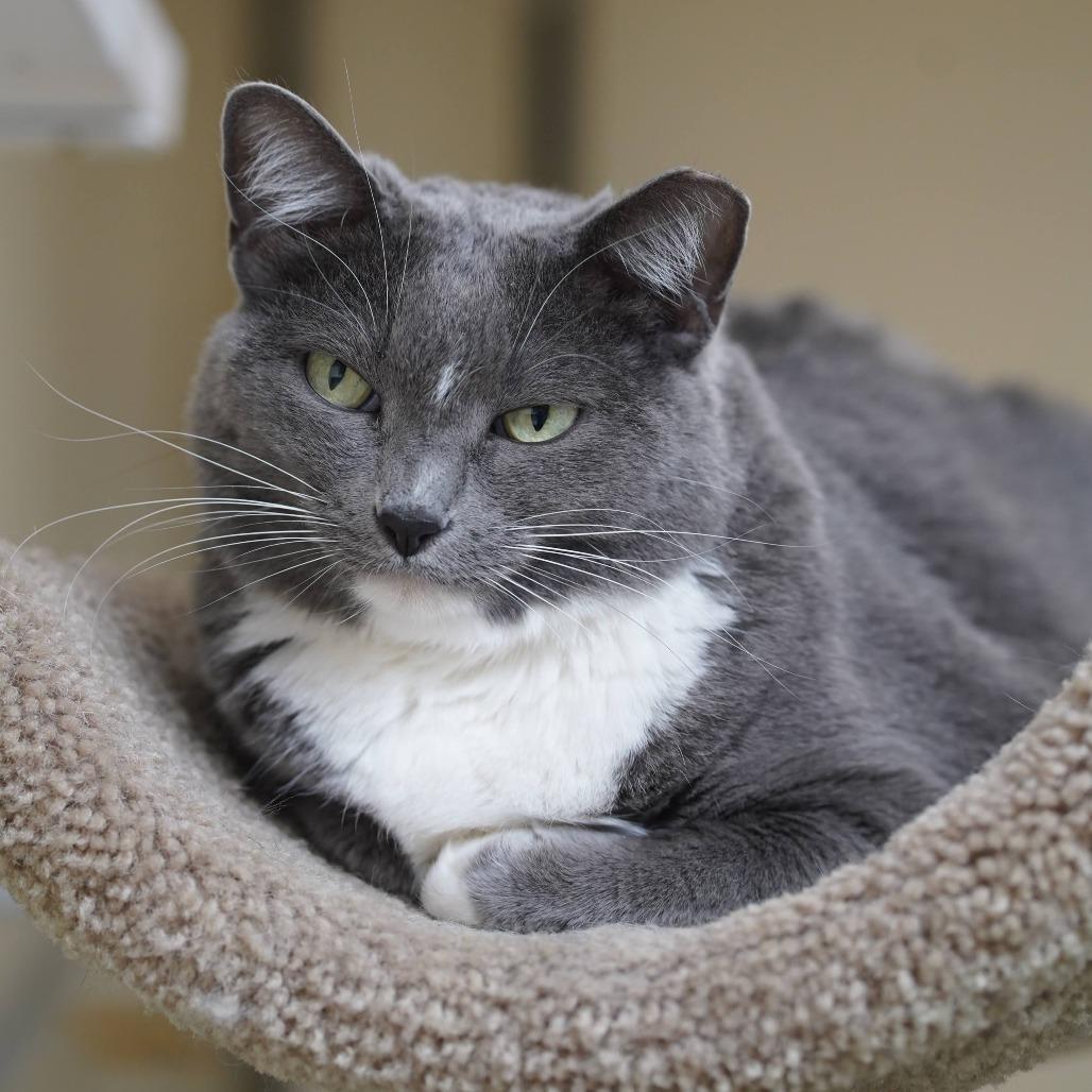 Maybellene, a Adoptable Domestic Short Hair in Naperville, IL image 2/3