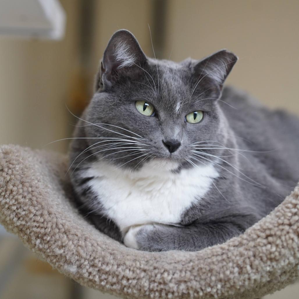 Maybellene, a Adoptable Domestic Short Hair in Naperville, IL image 3/3
