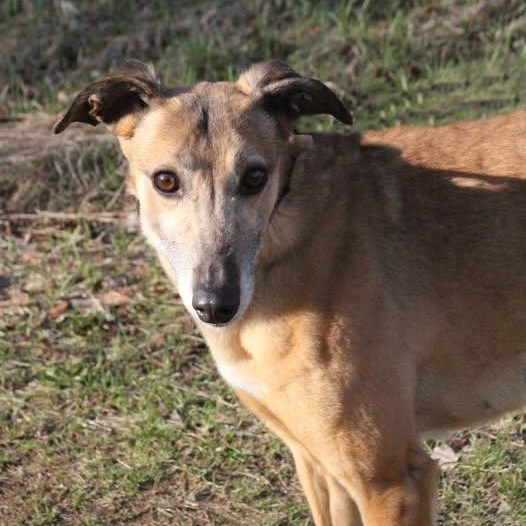 Enlarge Tater Tot, an adopted mixed breed in Goshen, IN image 1/1