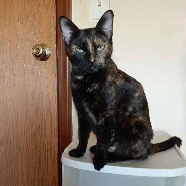 Carnival, Adoptable, Adult Female Domestic Short Hair.