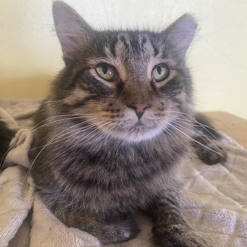 Tigger, Adoptable, Adult Male Domestic Short Hair & Mixed Breed.