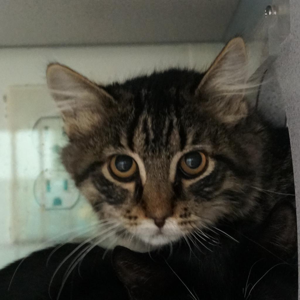 Tigger, Adoptable, Adult Male Domestic Short Hair & Domestic Short Hair.