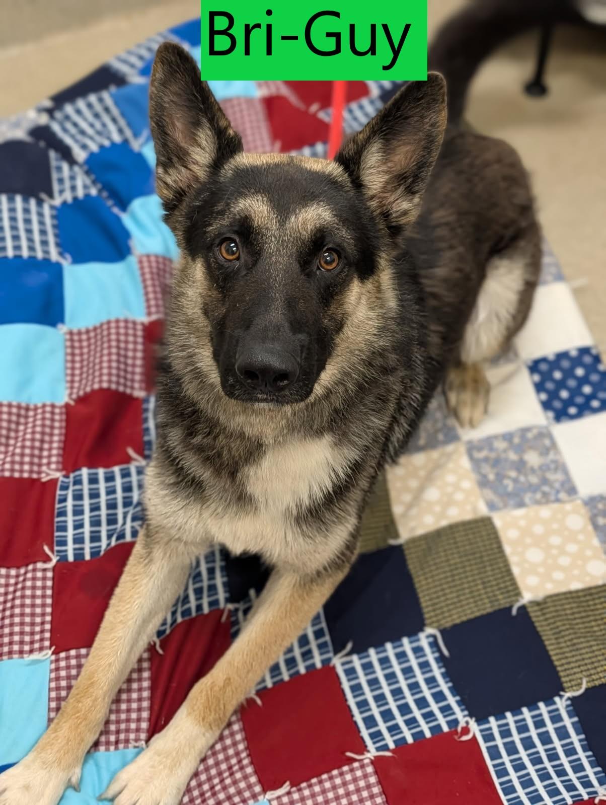 Bri-Guy, ADOPTABLE, Adult Male German Shepherd Dog.