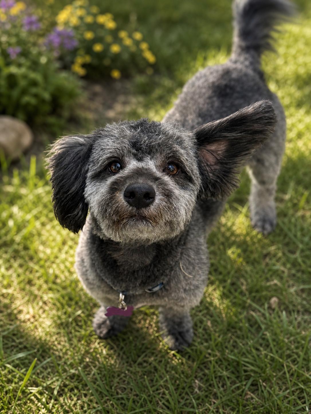 Luke, an adopted mixed breed in Phoenix, AZ image 2/2