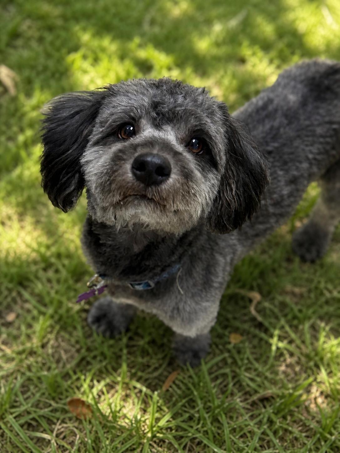Luke, an adopted mixed breed in Phoenix, AZ image 1/2