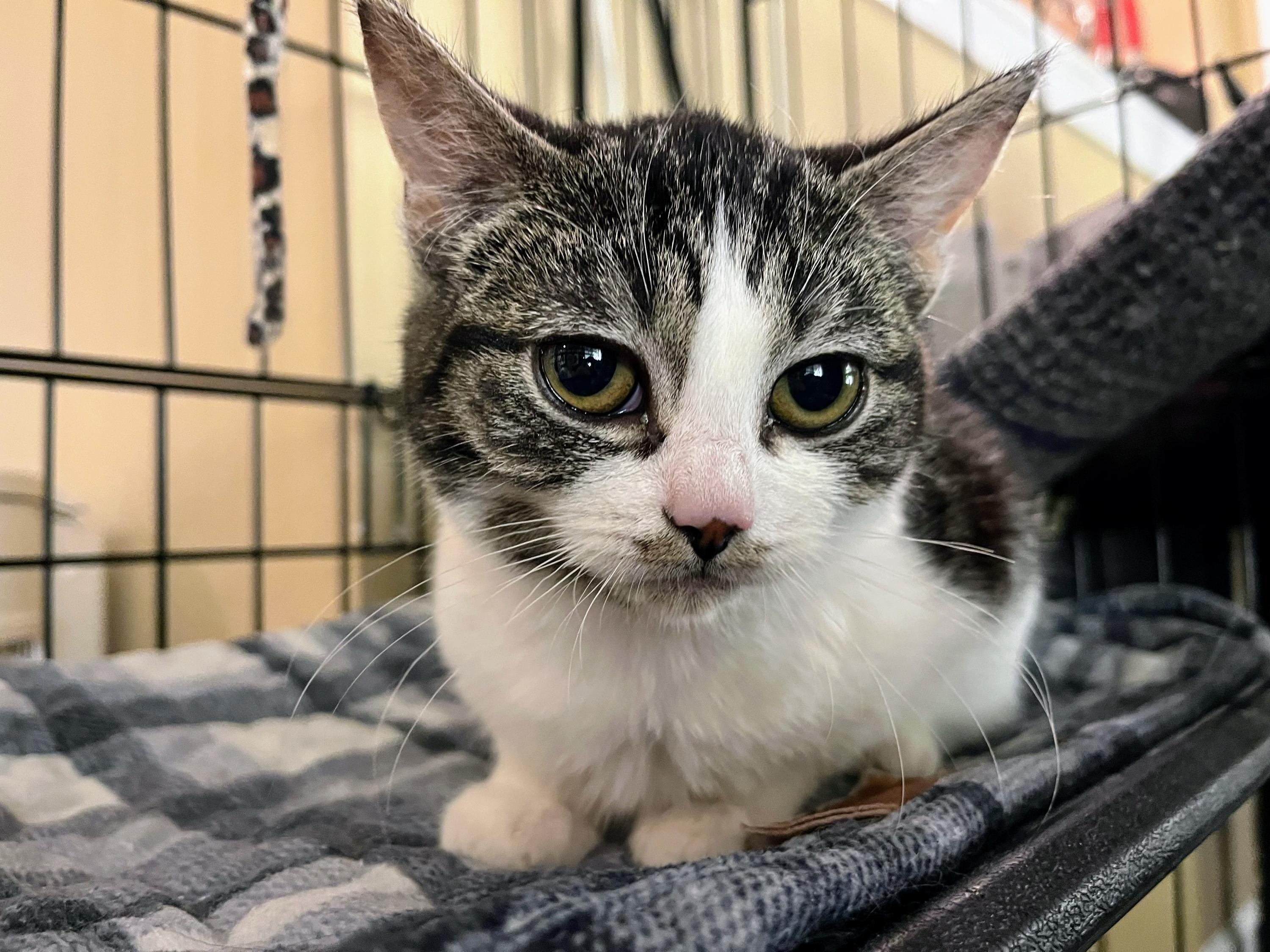 Grumpy Potato, adopted, Kitten Female Domestic Short Hair.