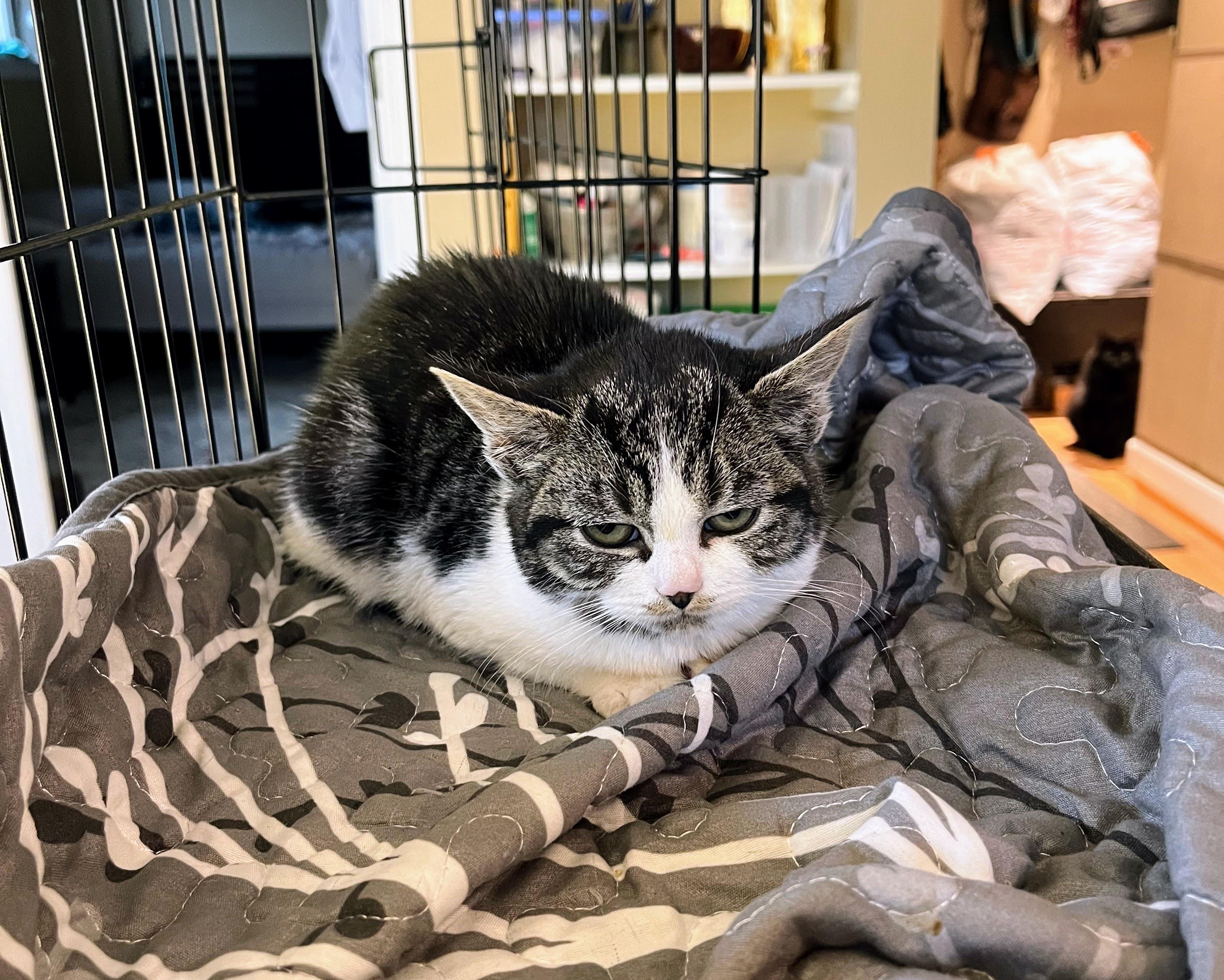 Enlarge Grumpy Potato, an adopted Domestic Short Hair in Seattle, WA image 2/6