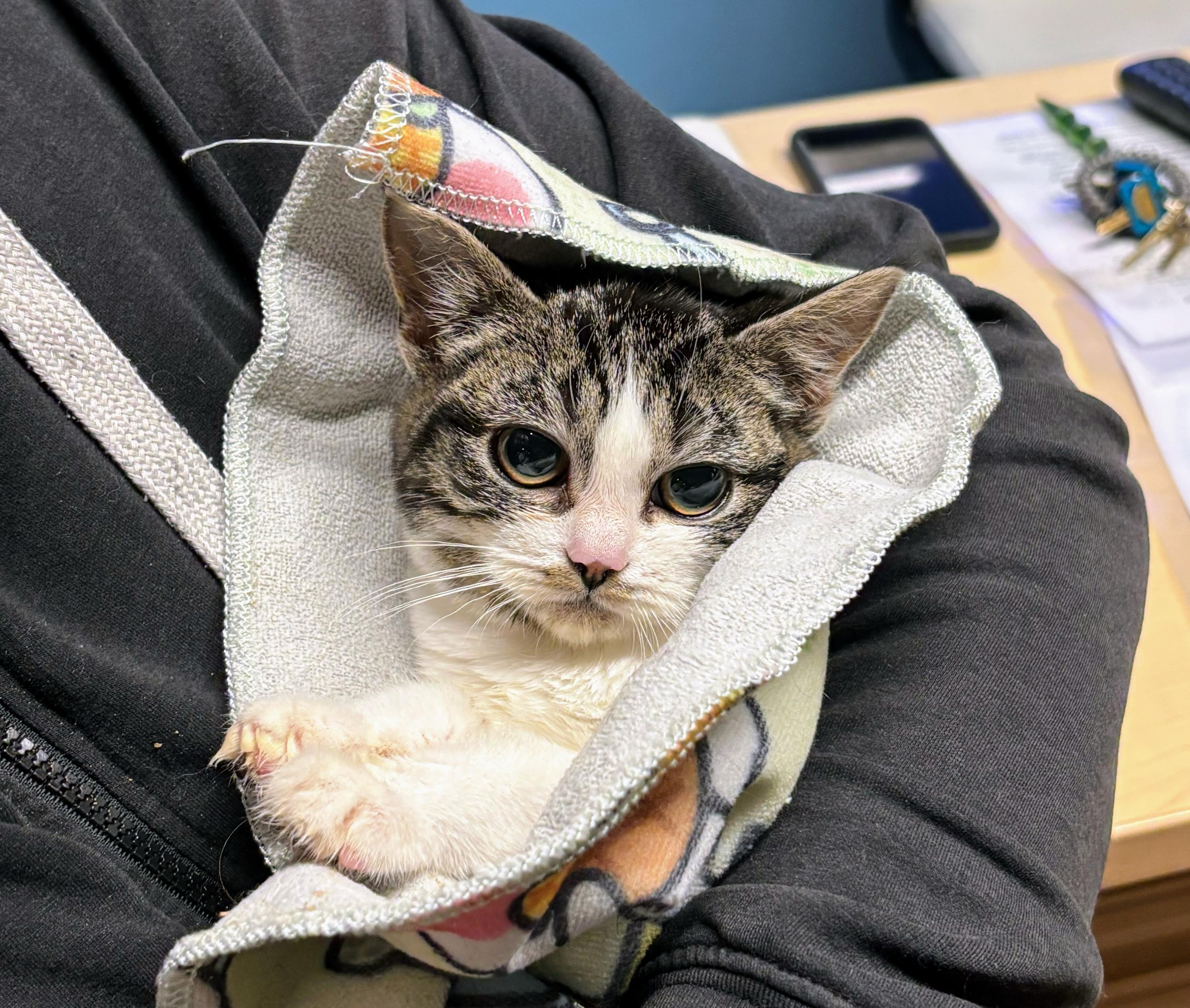 Enlarge Grumpy Potato, an adopted Domestic Short Hair in Seattle, WA image 5/6