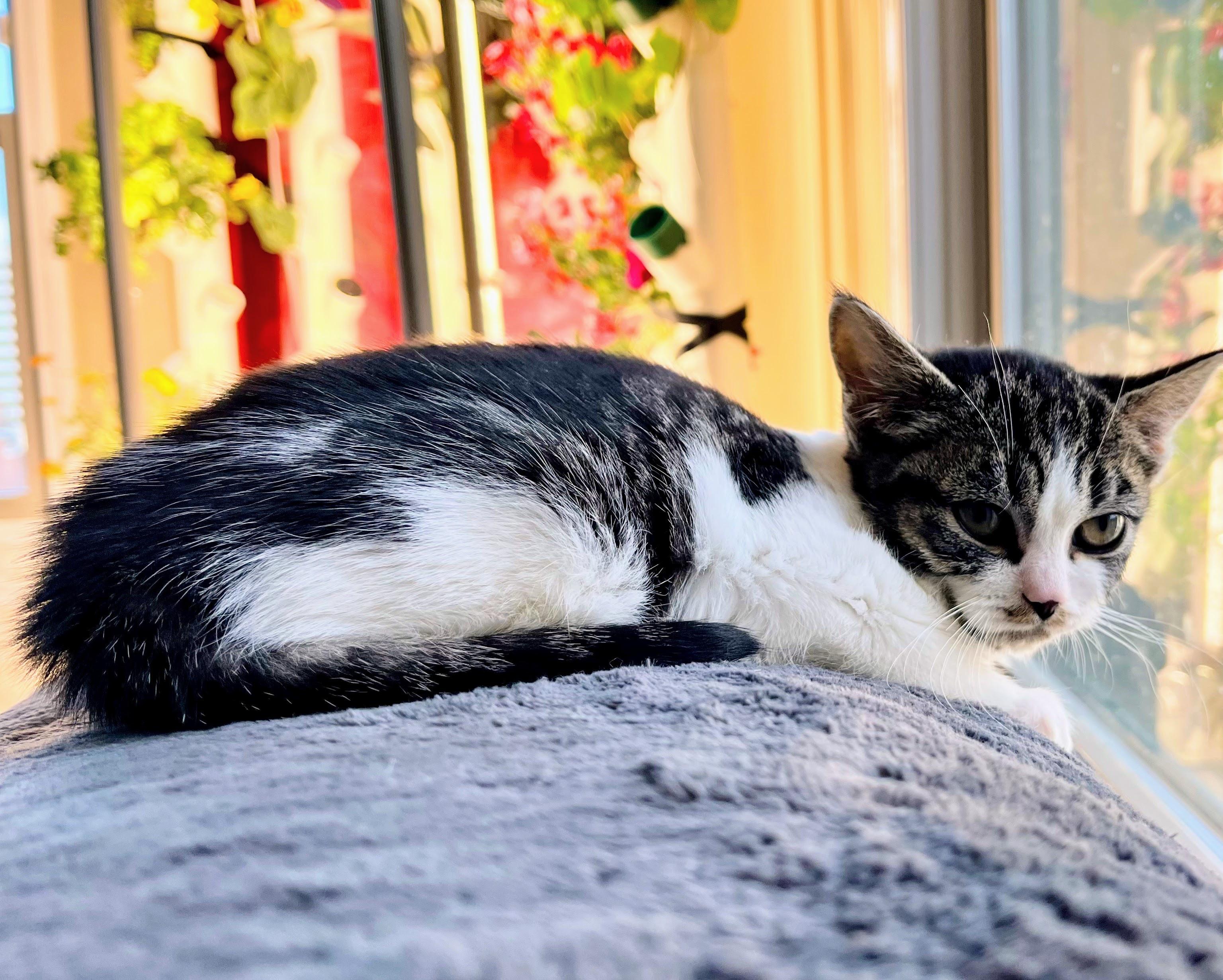 Enlarge Grumpy Potato, an adopted Domestic Short Hair in Seattle, WA image 3/6