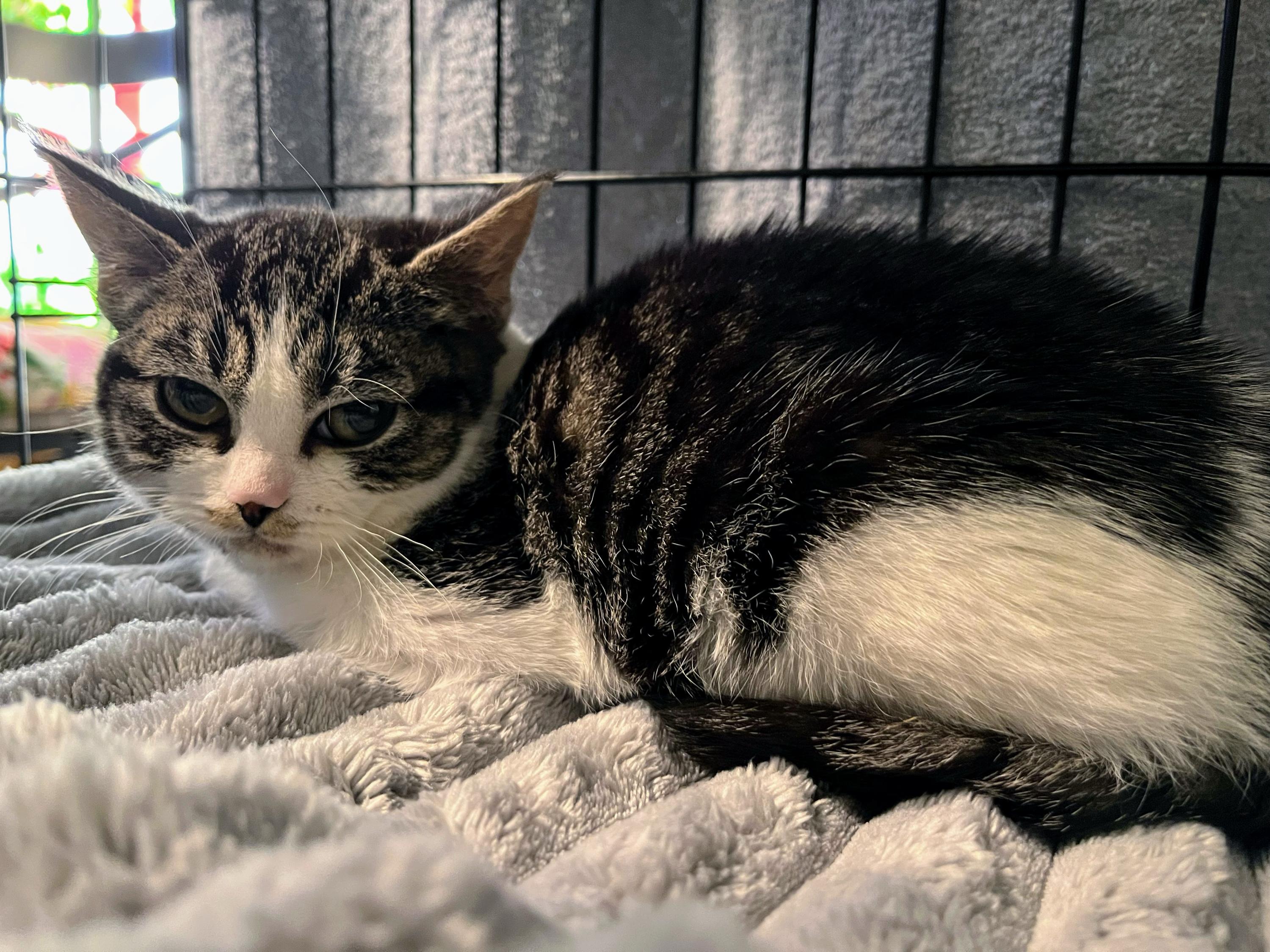 Enlarge Grumpy Potato, an adopted Domestic Short Hair in Seattle, WA image 4/6