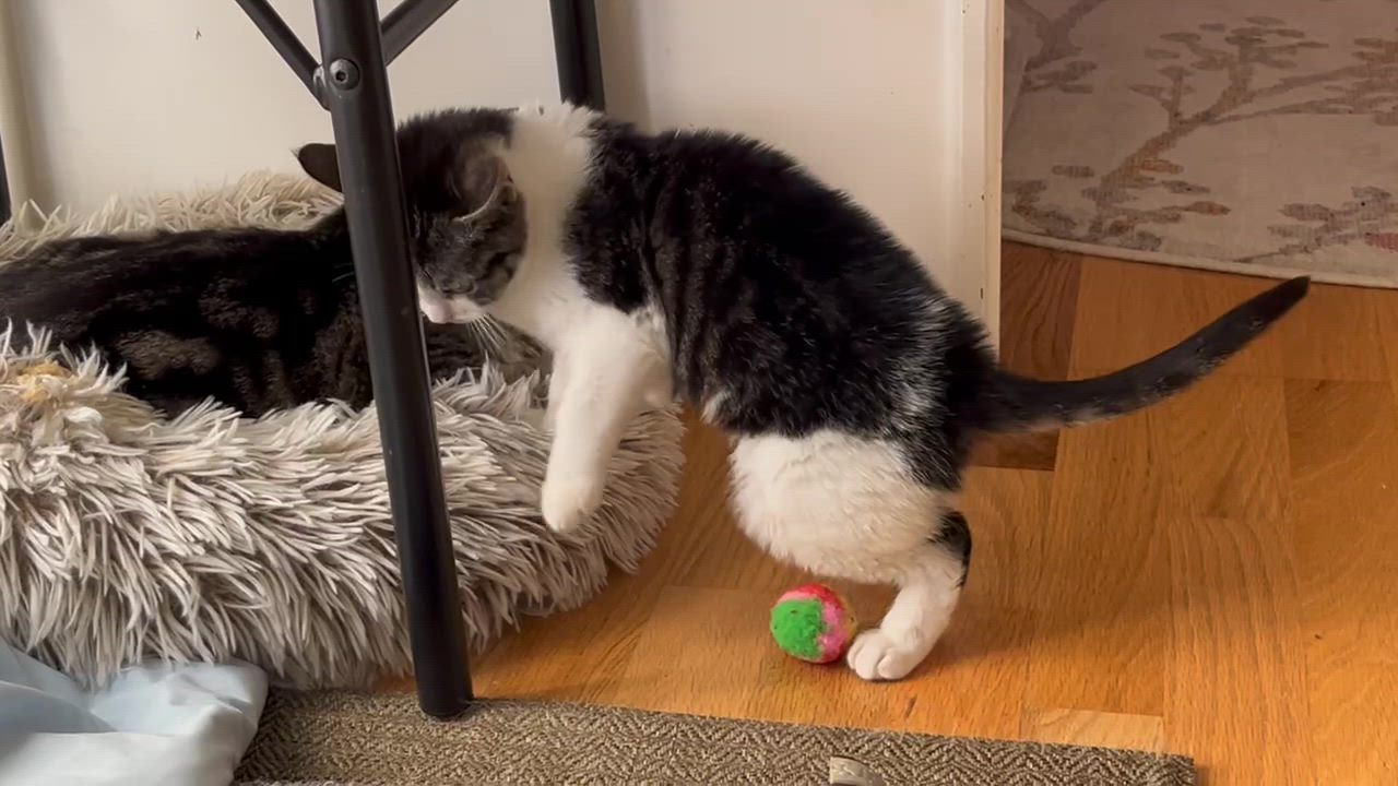 Enlarge Grumpy Potato, an adopted Domestic Short Hair in Seattle, WA video 6/6