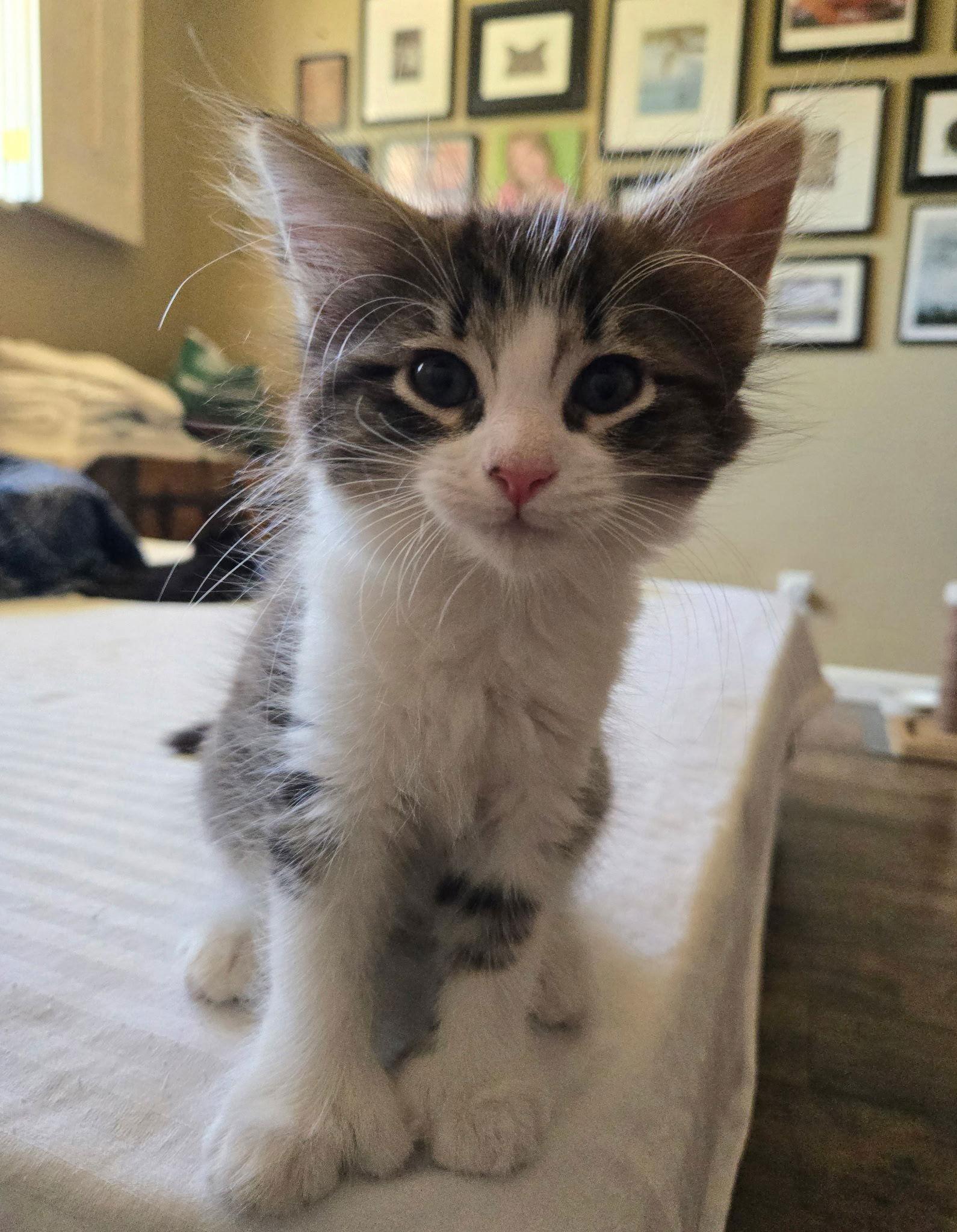 Enlarge Dopey, a Adopted Domestic Short Hair in Scottsdale, AZ image 1/1