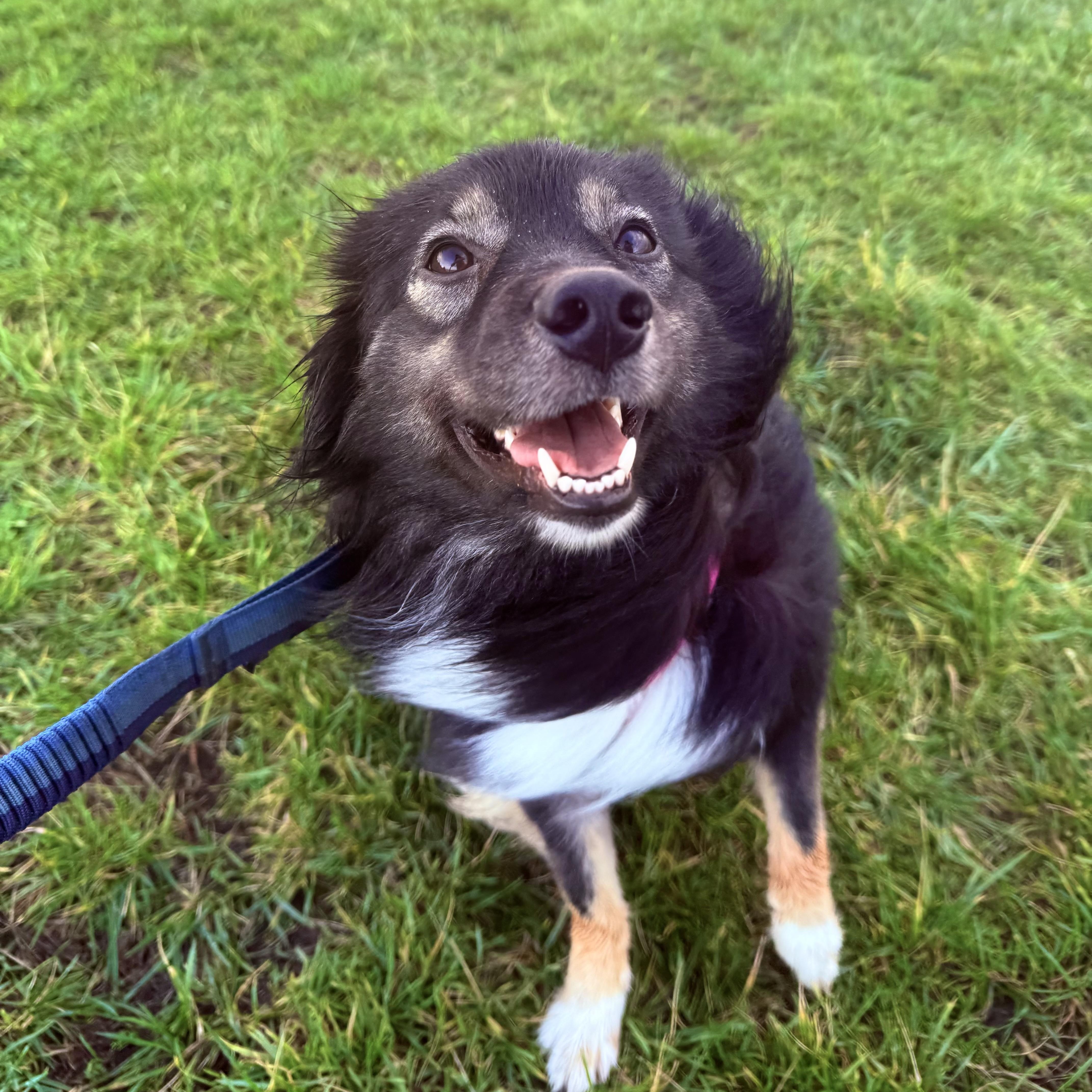 Olivia, ADOPTABLE, Young Female Australian Shepherd.