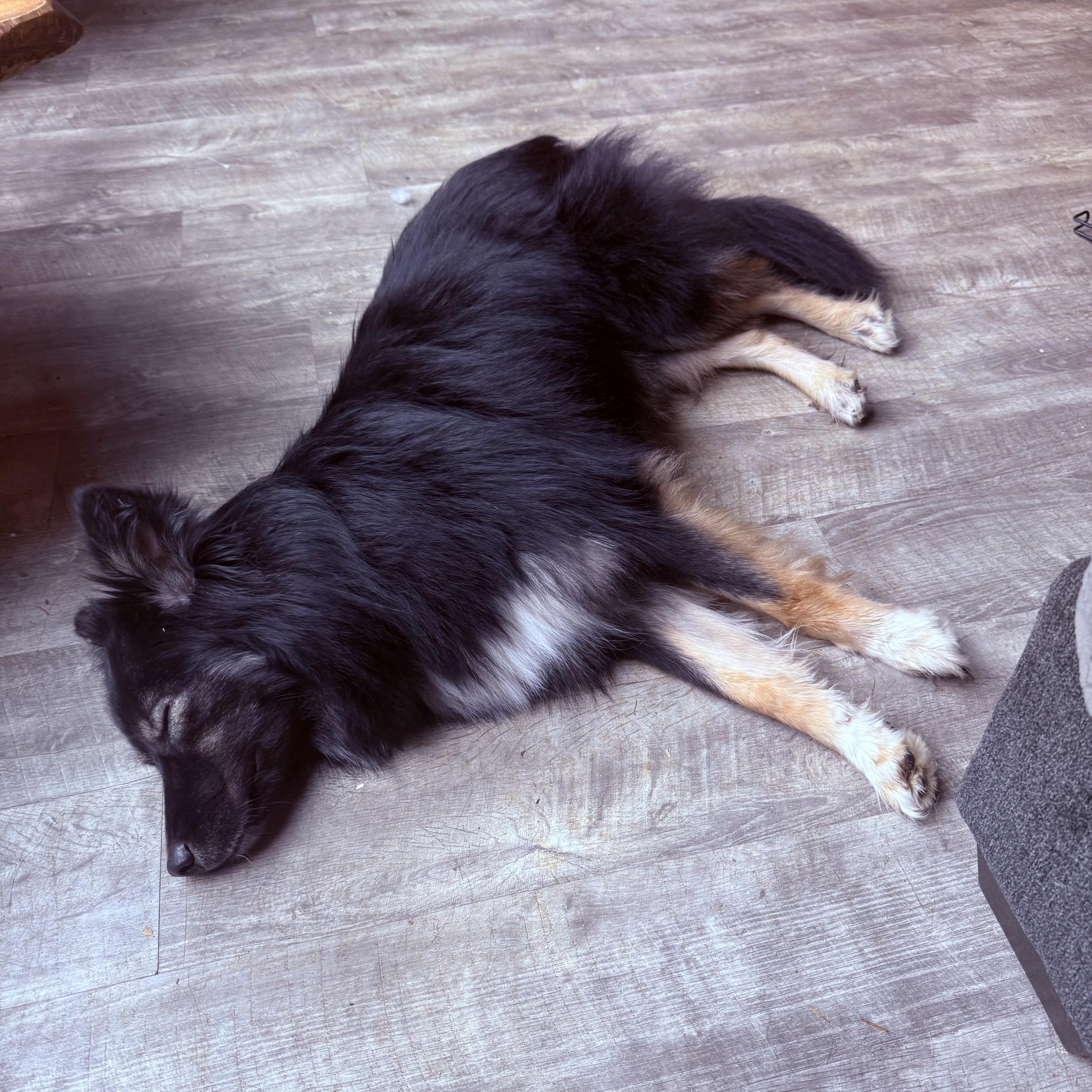 Olivia, a ADOPTABLE mixed breed in Otis, OR image 2/6