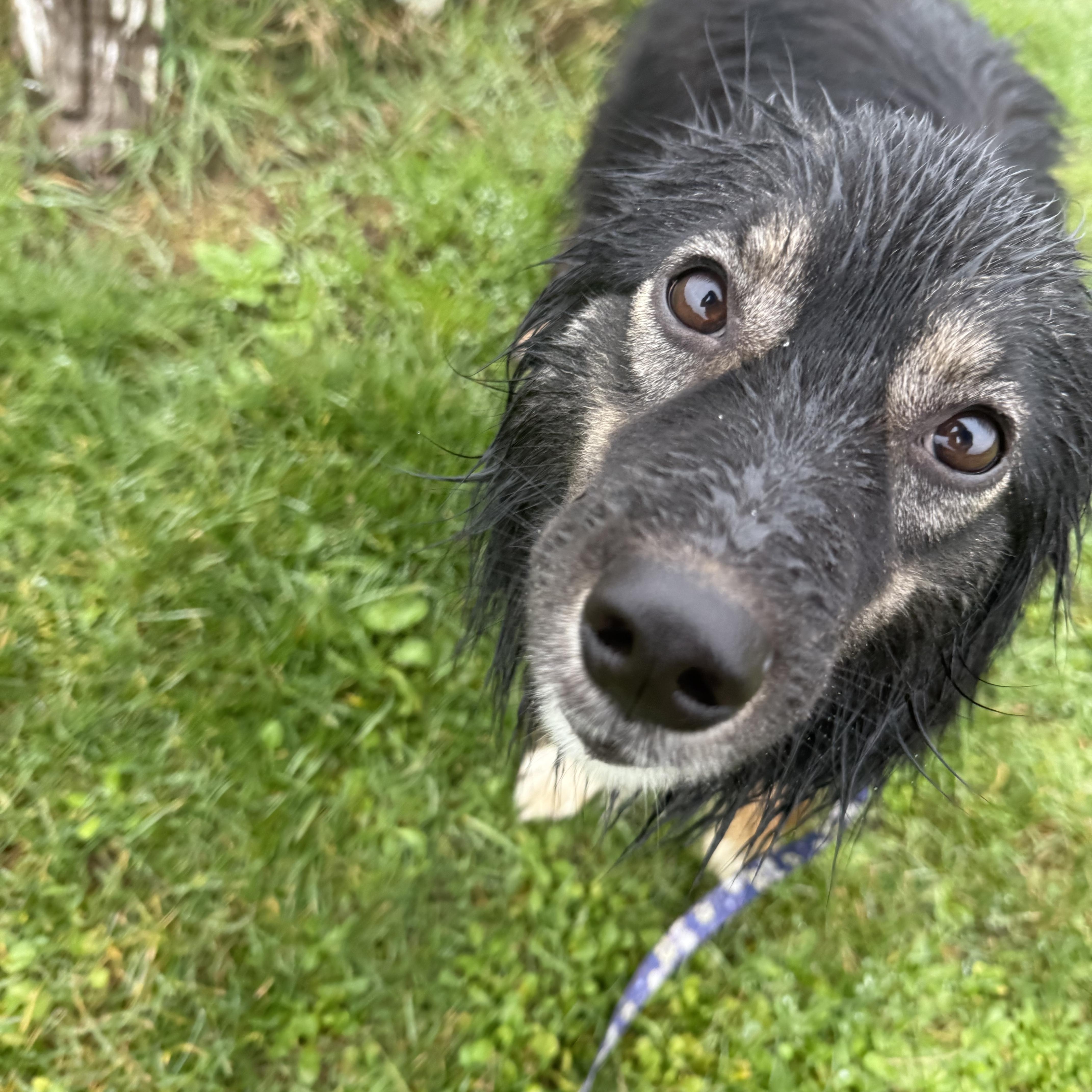 Olivia, a ADOPTABLE mixed breed in Otis, OR image 6/6