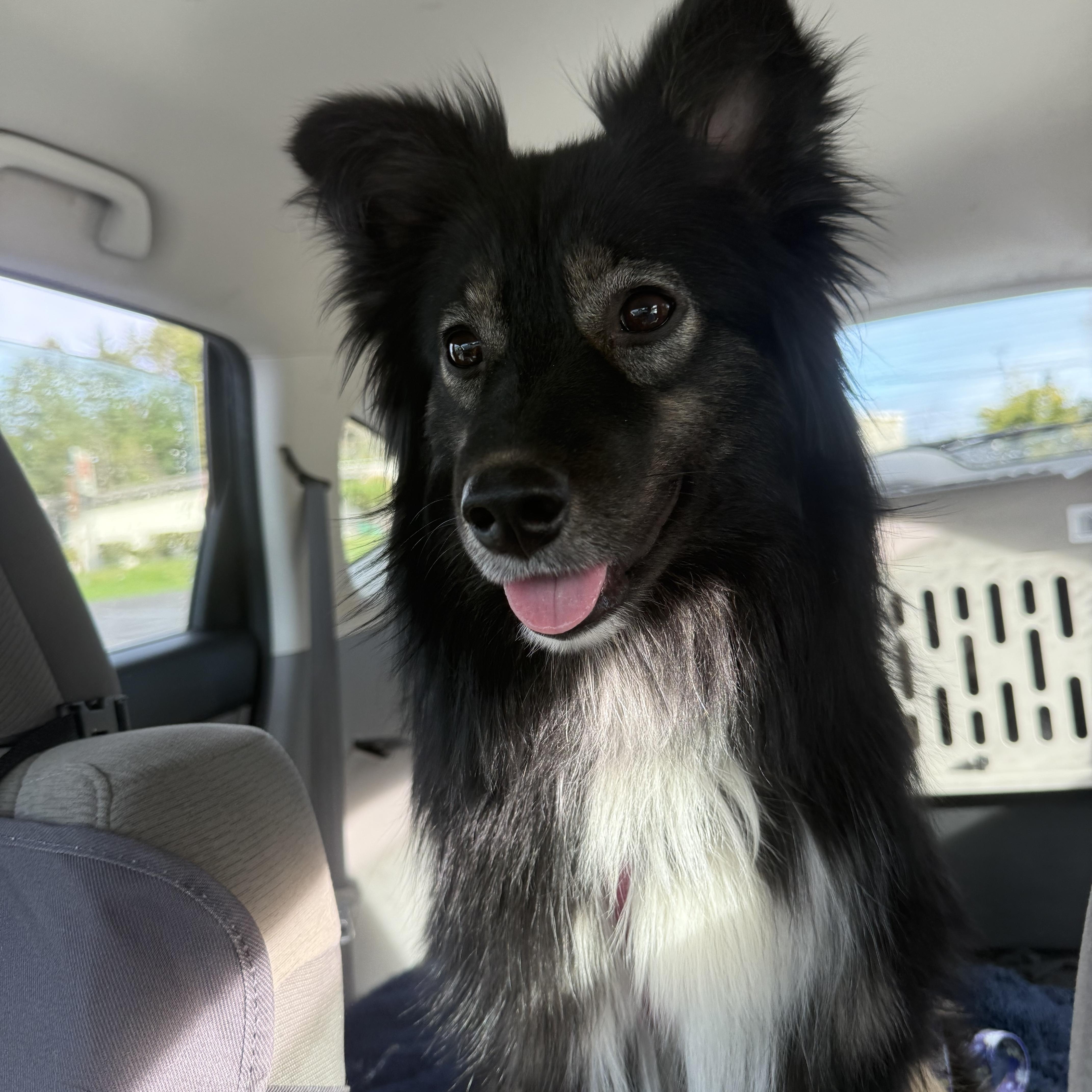 Olivia, a ADOPTABLE mixed breed in Otis, OR image 4/6