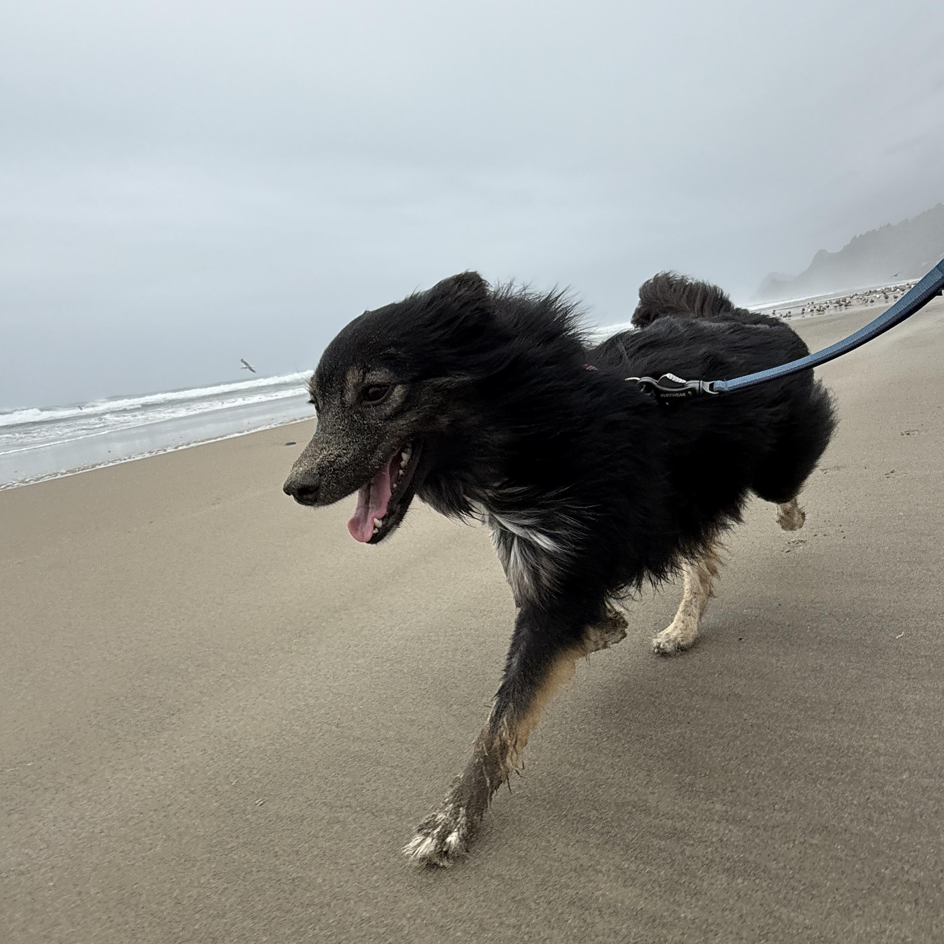 Olivia, a ADOPTABLE mixed breed in Otis, OR image 3/6