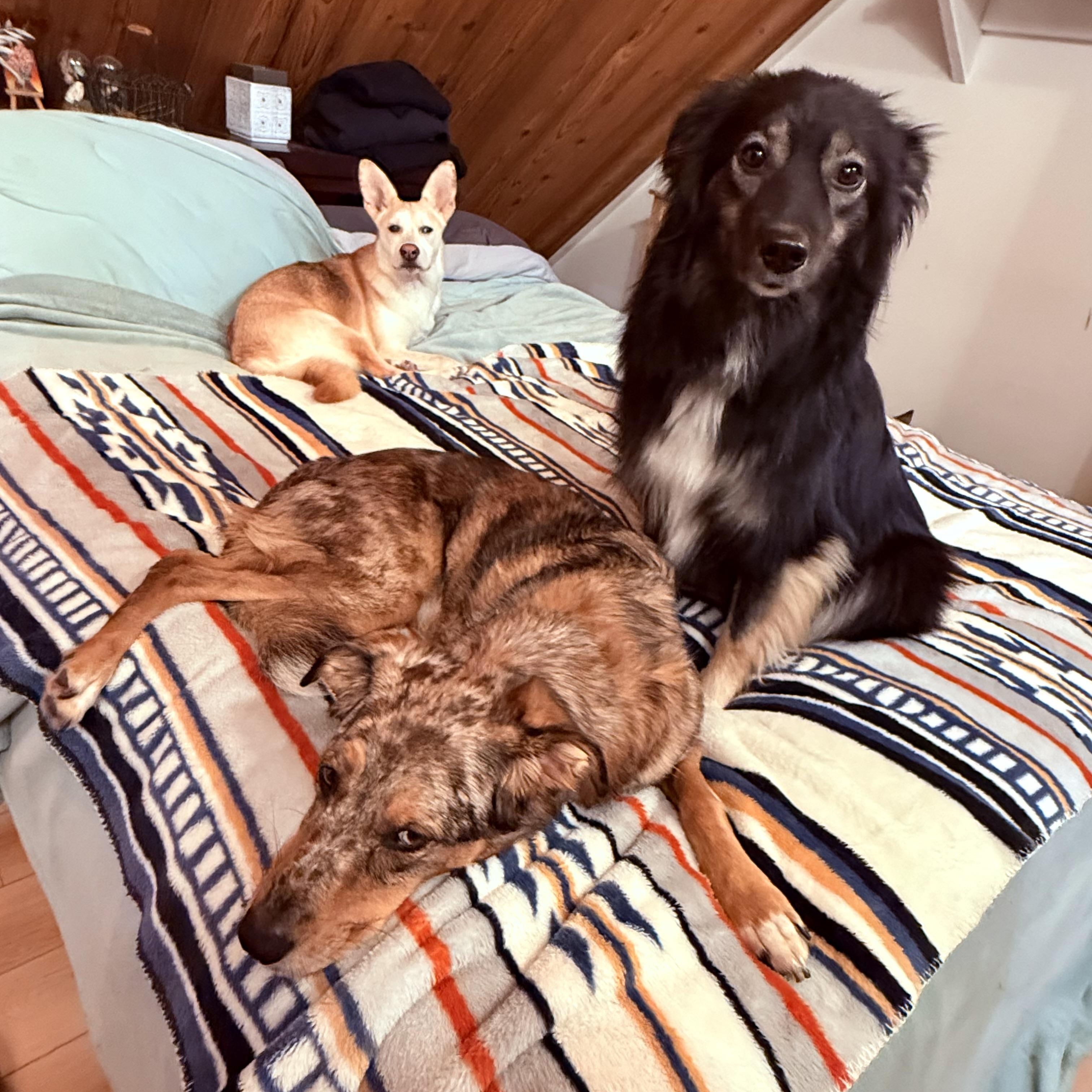 Olivia, a ADOPTABLE mixed breed in Otis, OR image 5/6