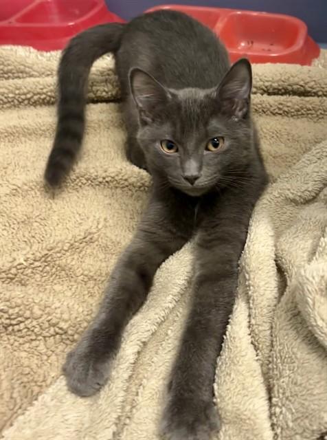 Enlarge PHOEBE, a Adoptable Domestic Short Hair in Kalamazoo, MI image 1/1