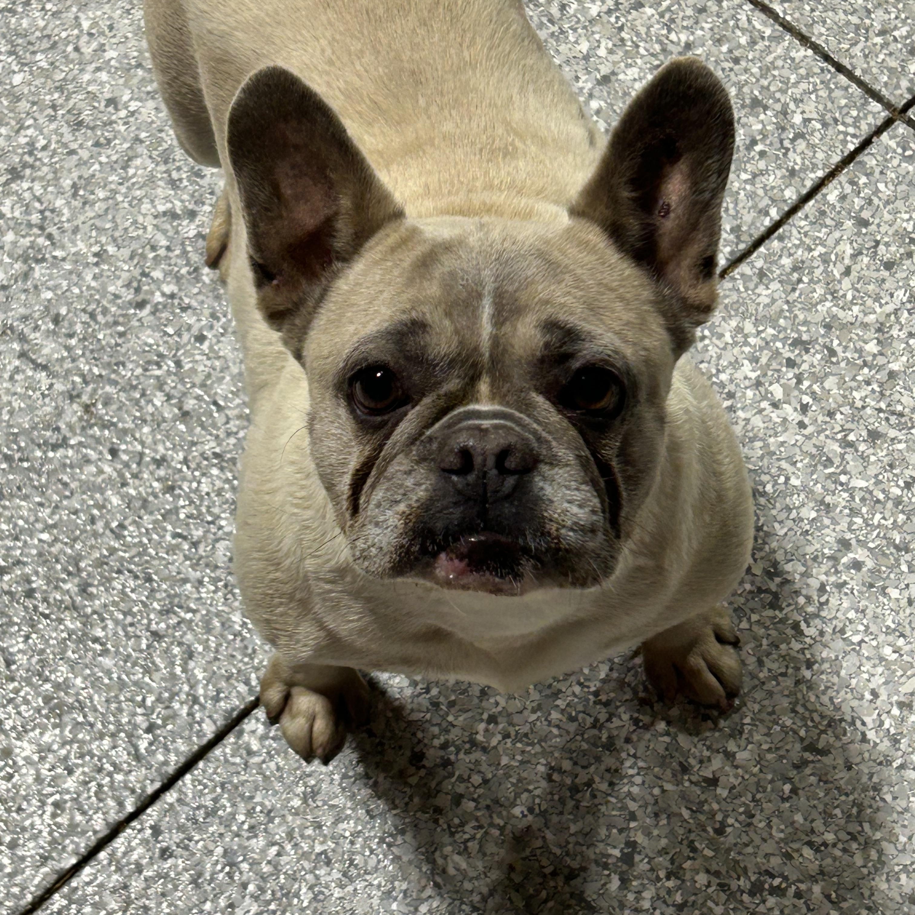 Ginger, Adoptable, Adult Female French Bulldog.