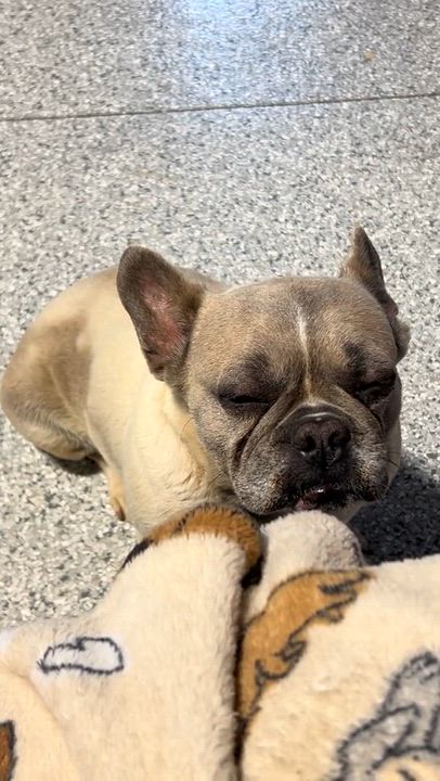 Enlarge Ginger, a Adoptable French Bulldog in Maumee , OH video 3/3