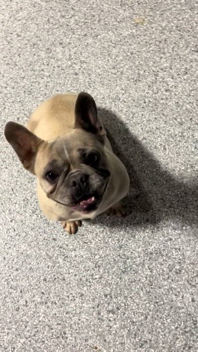 Enlarge Ginger, a Adoptable French Bulldog in Maumee , OH video 2/3