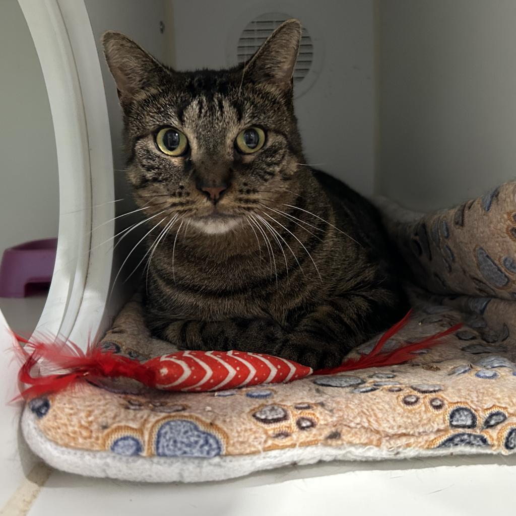 Isa, Adoptable, Senior Female Domestic Short Hair.