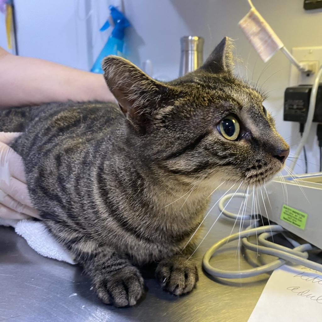 Enlarge Isa, a Adoptable Domestic Short Hair in Oyster Bay, NY image 2/4