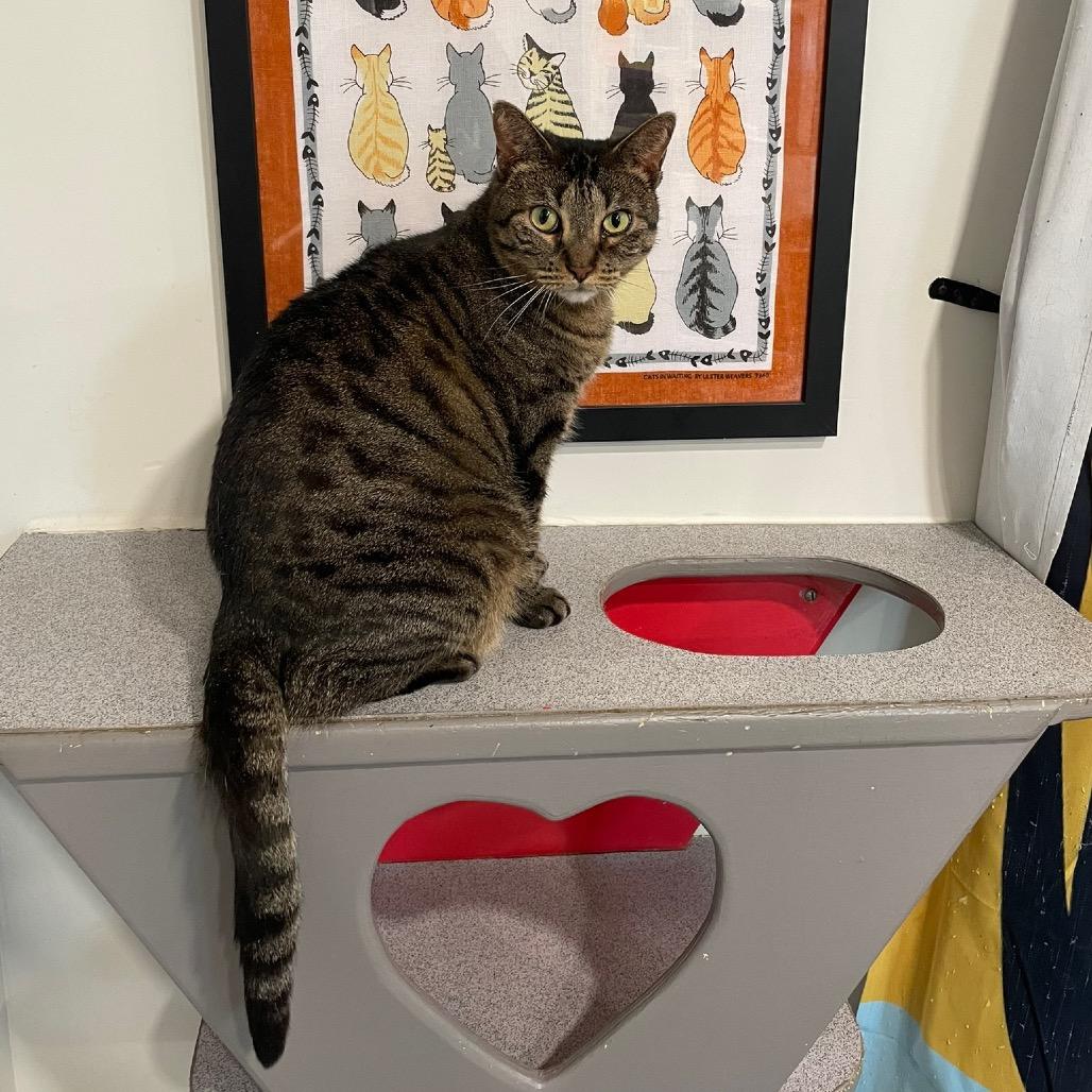 Enlarge Isa, a Adoptable Domestic Short Hair in Oyster Bay, NY image 3/4