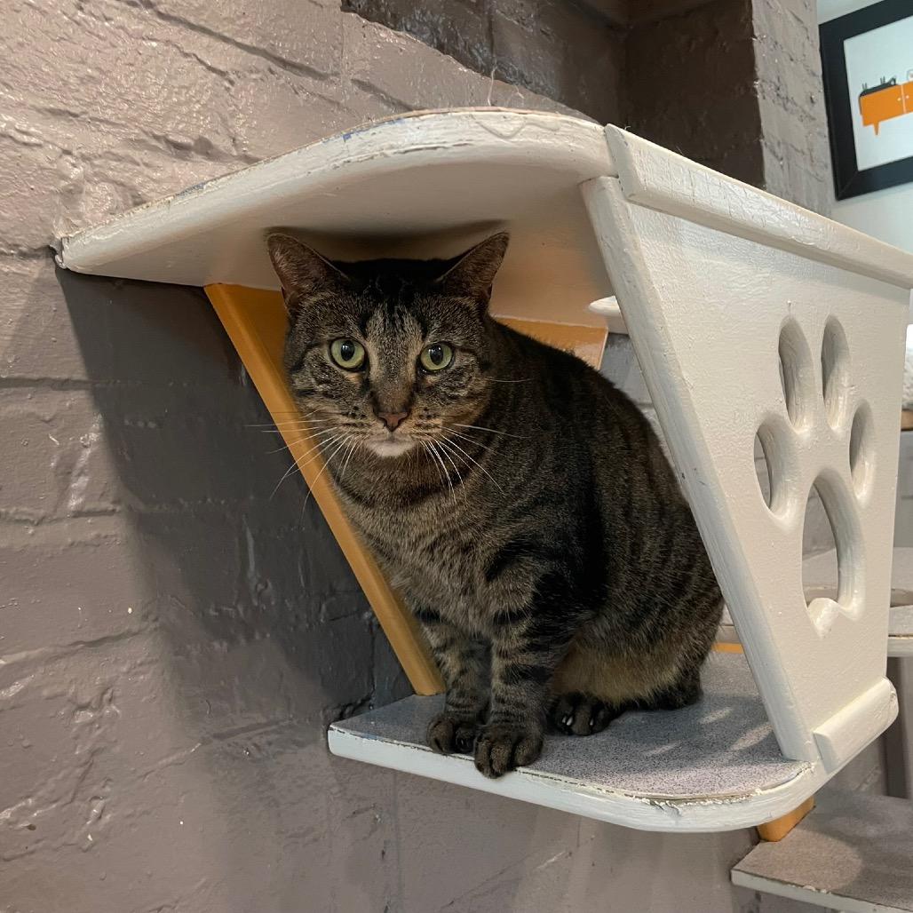 Enlarge Isa, a Adoptable Domestic Short Hair in Oyster Bay, NY image 4/4