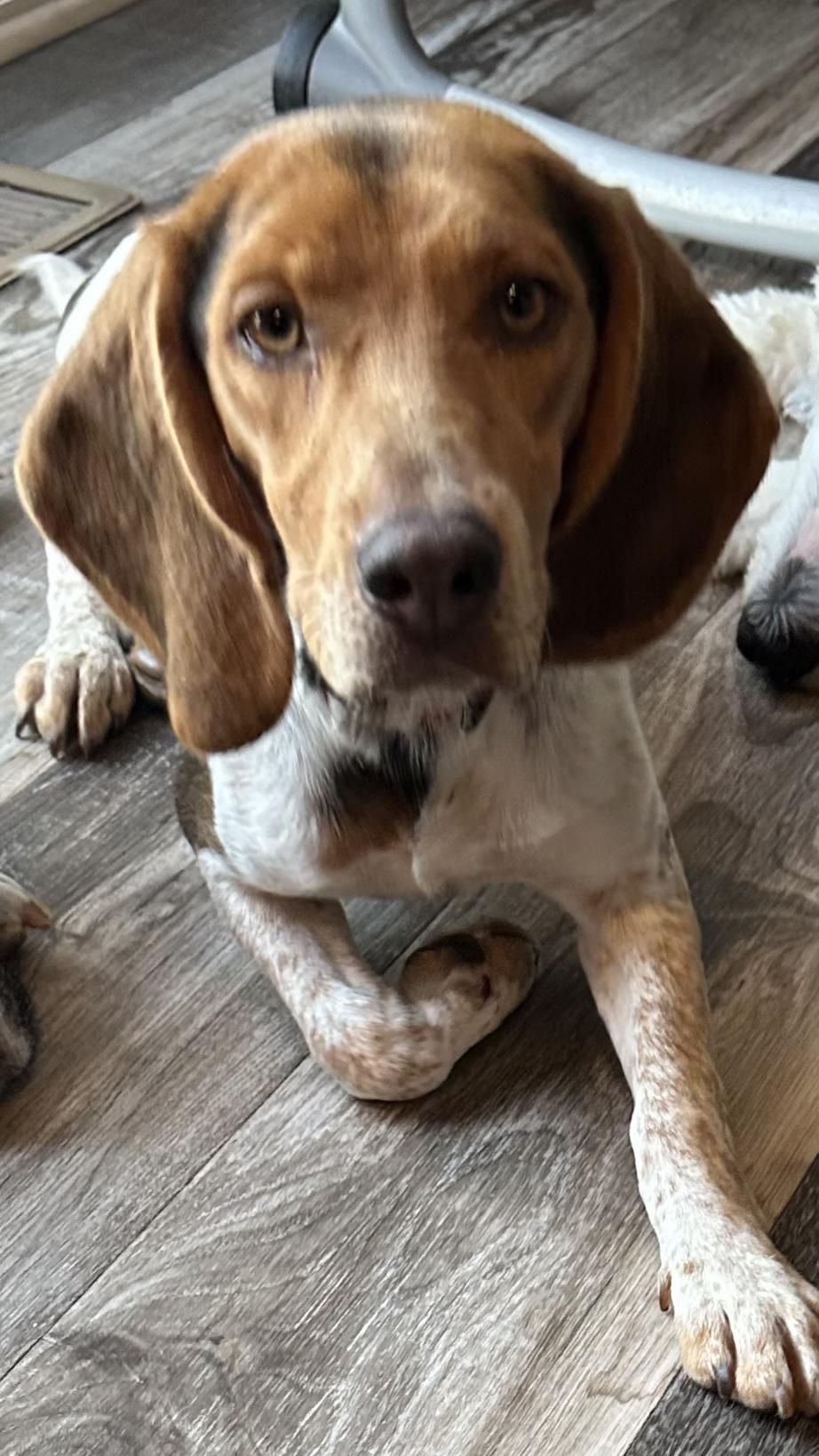 Alfie