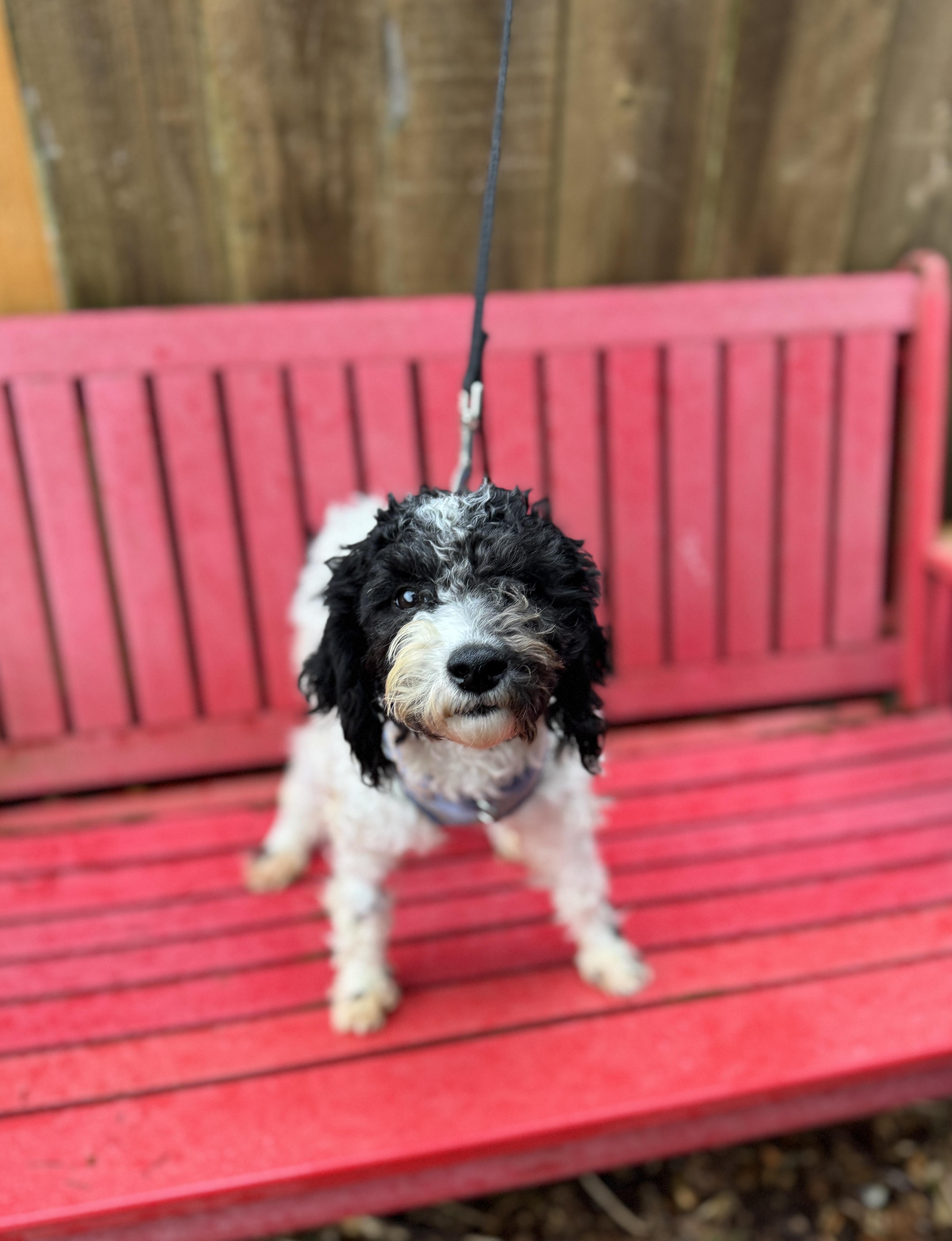 Sylvester thumbnail 2