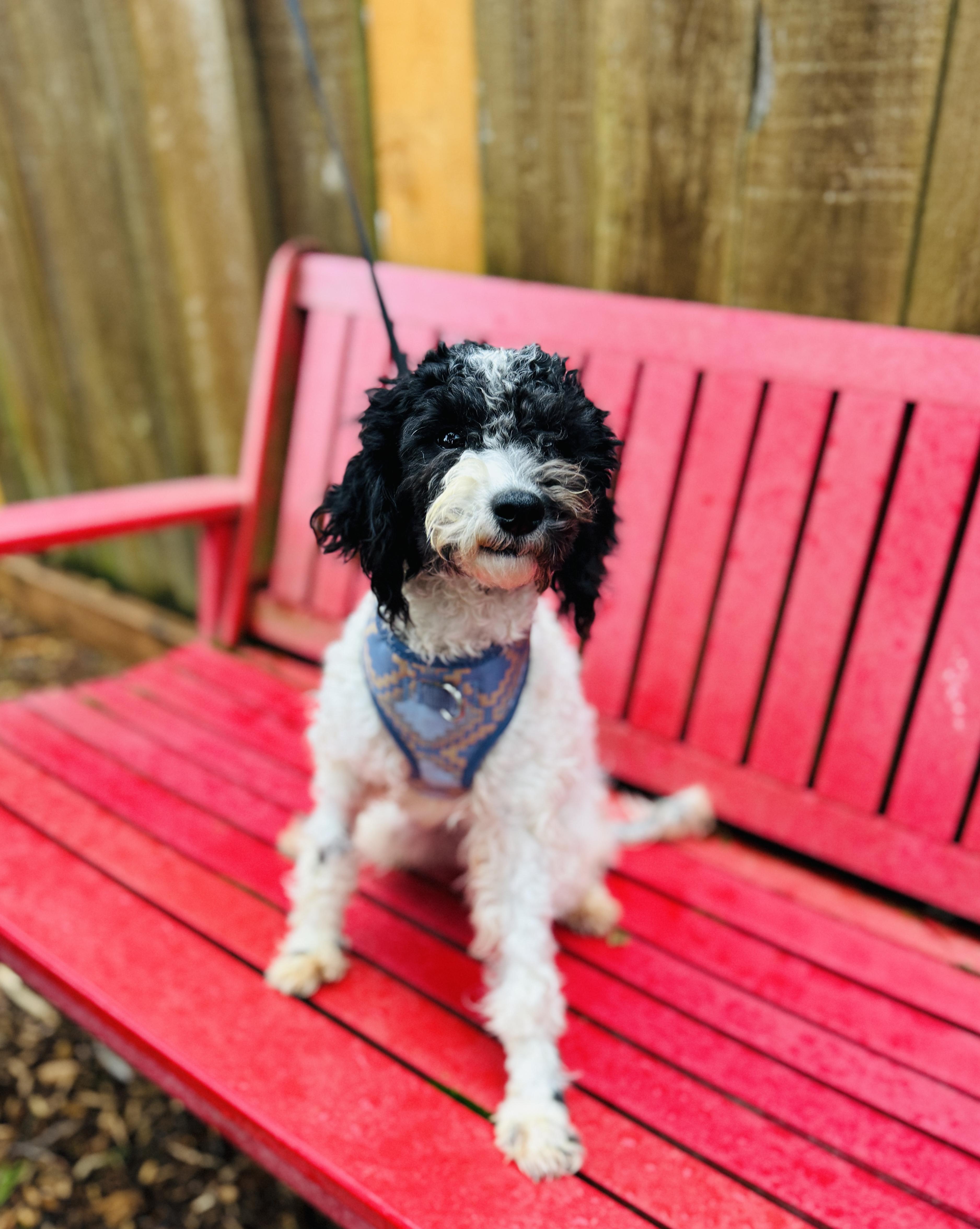 Sylvester thumbnail 3